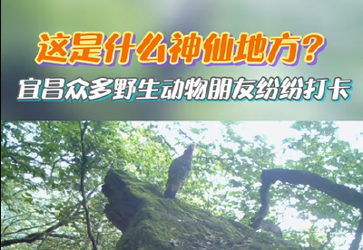 这是什么神仙地方？宜昌众多野生动物纷纷打卡