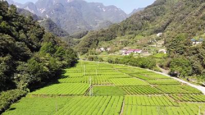 小茶叶成大产业 红色山乡展新颜