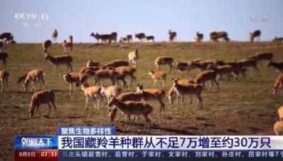 藏羚羊，也降级了！