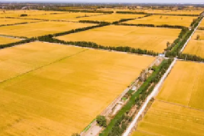 节粮减损，做大粮食供给“无形粮田” 