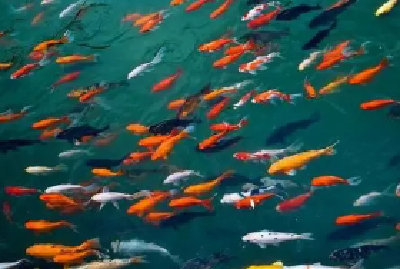 浙江保护水系生物多样性 实现百鱼竞游万顷碧水 
