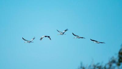 世界珍稀鸟类白鹤等近万只候鸟过境内蒙古兴安盟 