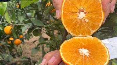 柑橘品改提质 促农增收振兴乡村