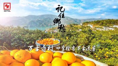 【这里是湖北】：CCTV-4首播《万古寺村：四季橙香 万古流芳》