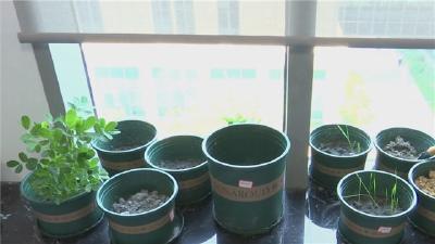 土壤化改良 废弃磷石膏种出花生苗