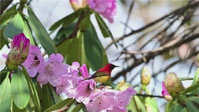 千亩云锦杜鹃盛开 “东方蜂鸟”甜蜜赴约