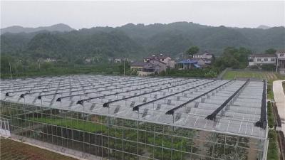 宜昌市种子种苗企业发展势头强劲