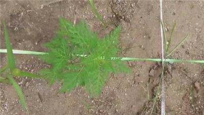 警惕！宜昌首次发现“植物杀手”豚草