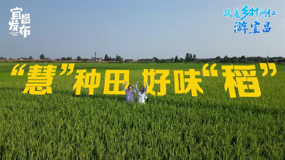 “慧”种田，好味“稻”