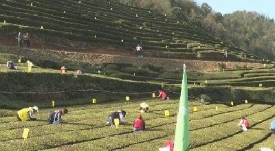 五峰：“茶工险”解除茶产业社会化服务“后顾之忧”