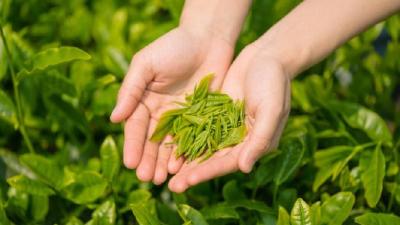 夷陵区精制茶出口形势喜人 预计一季度揽金近2亿元  