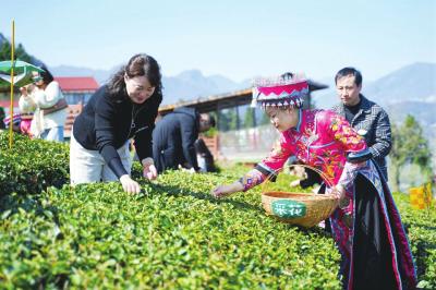 明前新茶 抢鲜上市  