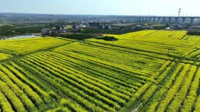 枝江高标准农田建设结硕果 千亩油菜花绘就乡村新画卷