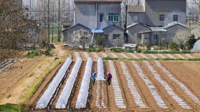 市农科院11个专家团队一线护春耕  