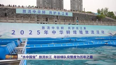 “水中国宝”放流长江 年龄梯队完整度为历年之最