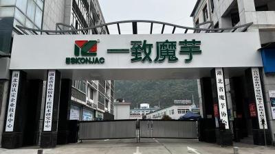 “土疙瘩”串起全球30亿元产业链 ——长阳魔芋产业“魔”力生金 