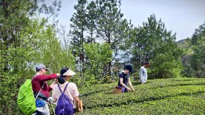 传统茶企“一叶”变“多业”