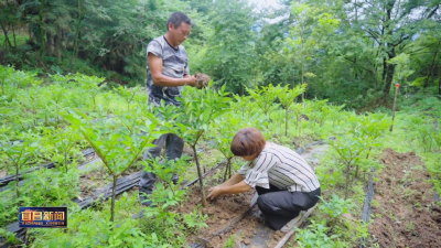 长阳：激活创新基因 “资源洼地”争当“产业高地”