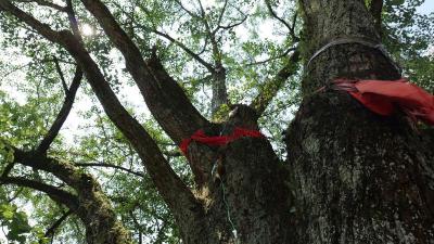 树龄在547年至1007年的三棵古树遭受虫害 长阳启动湖北首单珍稀动植物保险理赔