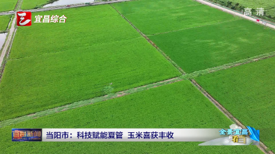 当阳市：科技赋能夏管  玉米喜获丰收