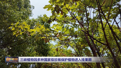三峡植物园多种国家级珍稀保护植物进入挂果期