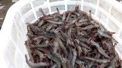 宜昌产罗氏沼虾“蹦”上市民餐桌 从虾塘到城区超市，不到一个半小时  