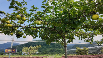 栽培新模式“塑形”成功 全市小水果产业再添新动能