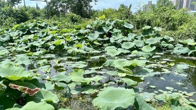 锲而不舍落实中央八项规定精神丨仙桃推进城市水体“长制久清”  
