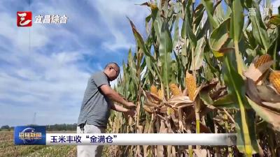 玉米丰收“金满仓”