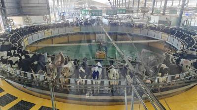 活力中国调研行丨湖北南漳这家养牛场，“牛”在哪里？  