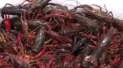 活力中国调研行·走进湖北丨潜江：小龙虾“游”出全产业链