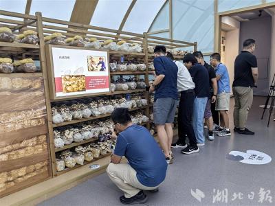 活力中国调研行｜“随县香菇种植工”劳务品牌带动30多万人就业