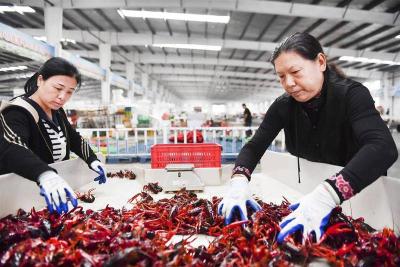 活力中国调研行｜潜江鲜虾跃动四季，虾农：以前靠天吃饭，现在四季赚钱  