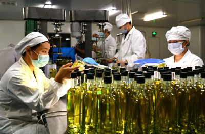 油茶满山坡，致富谱新篇——通城油茶产业振兴全景纪实