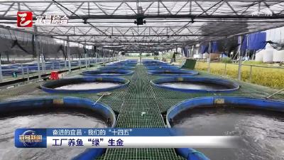 奋进的宜昌·我们的“十四五” 工厂养鱼“绿”生金