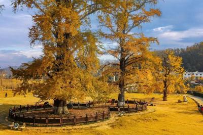 科技助力，随州盘活文旅大棋  