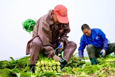 创造历史！宜昌一个亿元村的狂飙  