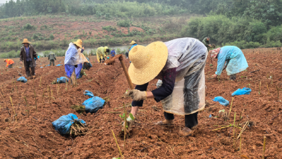 点“土”成“金”记——咸安农村集体经济发展观察  
