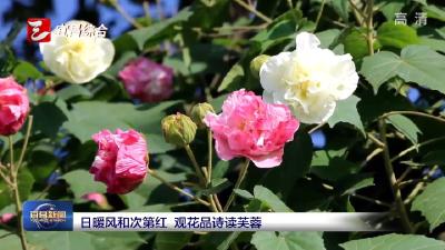 日暖风和次第红 观花品诗读芙蓉