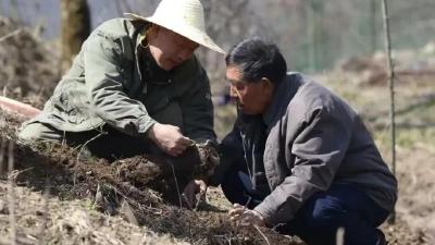 赤箭花开满山红 