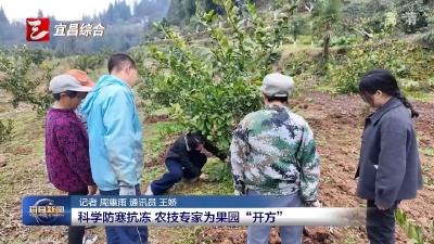 科学防寒抗冻 农技专家为果园“开方”