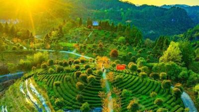 一片茶叶的史诗  