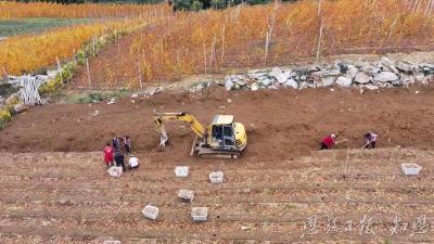 山药产业的“链”式跃进  