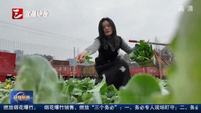 共享菜园添年味 田间劳作乐趣多