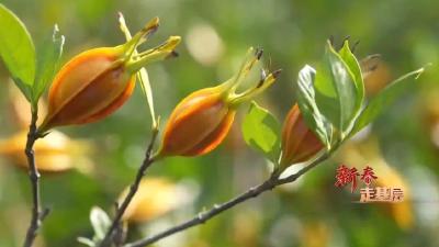 一颗小果串起两亿元富民产业链—— “金福红栀”出山记  