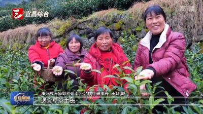 人勤春来早 秭归“丝绵茶1号”早茶基地开园