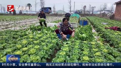 蔬菜种植不断档 市民餐桌春意浓