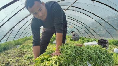 新春走基层｜一棵湖蒿的“春日快闪”：从田间到舌尖，绿色接力“抢鲜”全国  