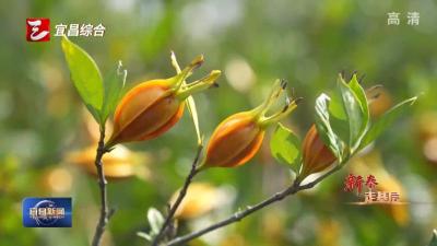 新春走基层 大山深处的“栀”富经