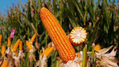 一粒种子的创新突围：襄阳农高区炼出湖北农业“增收利器”  